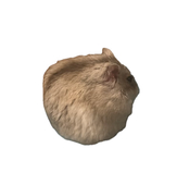 comugi