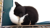 黒猫丸