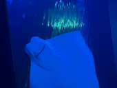 ૮ ᴖﻌᴖა
