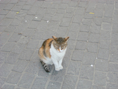 ぴよこ