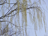 枝垂