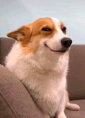 yab