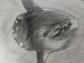 マンボウ