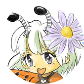 ベニシジミ★有償受付中★