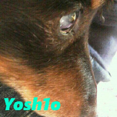 yoshio