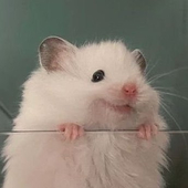 규리