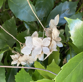 秋紫陽花