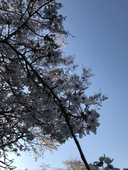 きゅうり