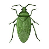 JHemiptera