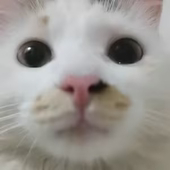 SCeed