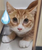 电电猫蒲