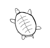 Pelodiscus