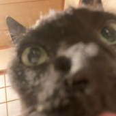 さくらい