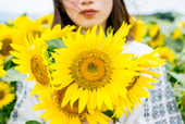 向日葵 5/6🚗通販中