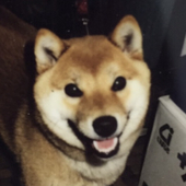 柴犬