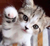 dotchi