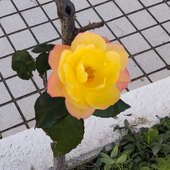 螺鈿