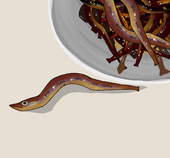 玉筋魚釘煮