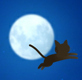 猫乃美優