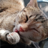 熬夜不会猝死星人喵