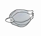 SW