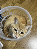 みかん