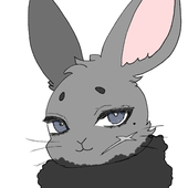 青盾兎🐰