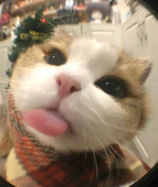 dam_bb