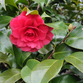 木春 花