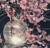 鈴星溜(リセル)
