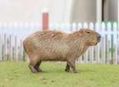 ピクサス