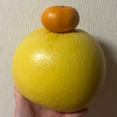 四葉まわり