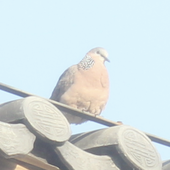 ♥️Spotted Dove!