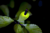 夜雨星萤