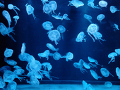 yamaza