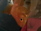 おきな