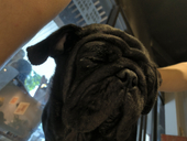 Schwarz_Hund