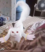 云吞