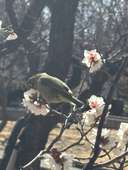かわうそ