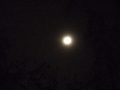 Moonbee