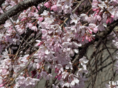 桜空