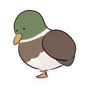 七鴨