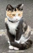 你是狐狸莲