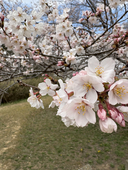 菜の花