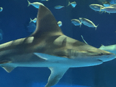 🦈