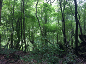 道