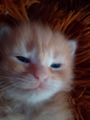 Tomy