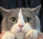 のちこ
