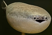 ウミガメ