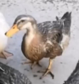 Ducken